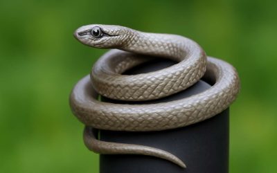 Discover the Fascinating World of Silver Ring Snakes: Nature’s Elegant Serpents
